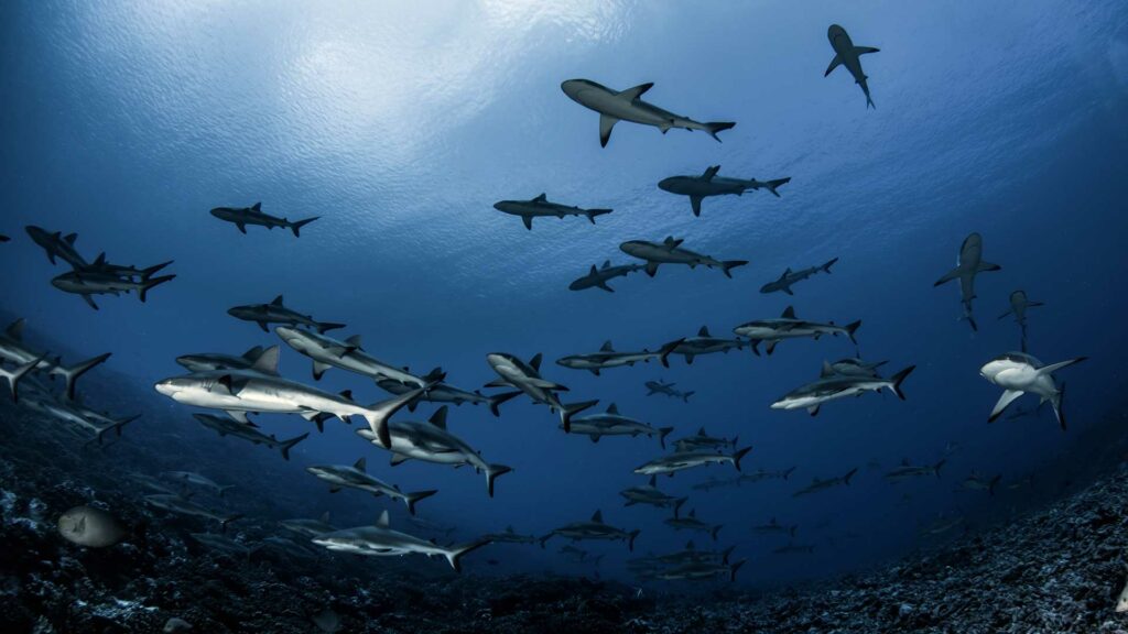 fakarava sharks